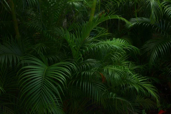어둡고 스러운 야자나무가 배경을 이룬다 식물원에 녹색식물의 — 스톡 사진