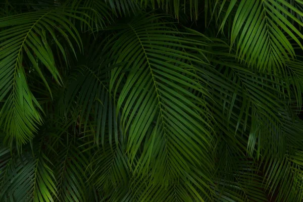多愁善感的棕榈叶背景 植物园中的天然绿色植物背景 — 图库照片
