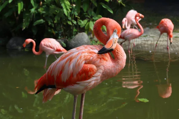 Flamingo Rosa Pairando Pássaro Limpando Penas Com Seu Bico Deshaies — Fotografia de Stock