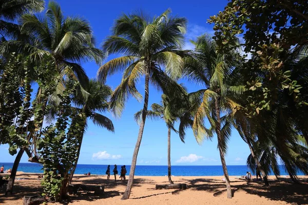 Guadeloupe Perfekt Strand Karibiskt Semesterlandskap Grande Anse Beach Gul Sand — Stockfoto