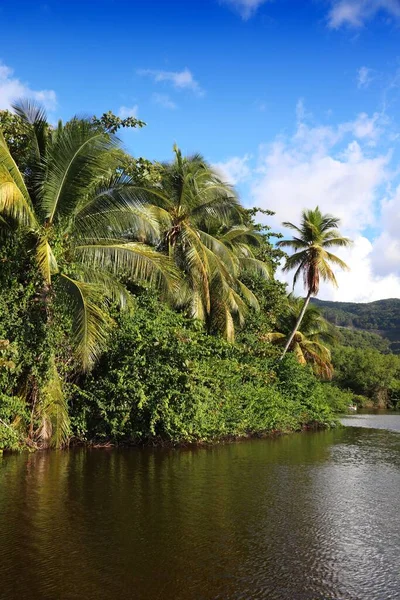 グアドループの風景 ジャングルの緑豊かな植生とベーステール島のラグーン — ストック写真