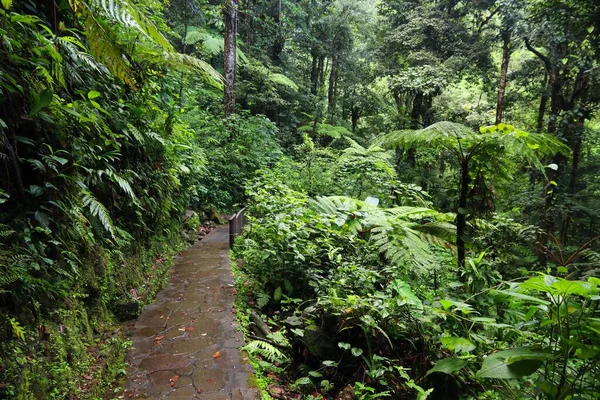 Μονοπάτι Πεζοπορίας Στη Γουαδελούπη Της Καραϊβικής Νησί Πράσινο Τροπικό Δάσος — Φωτογραφία Αρχείου