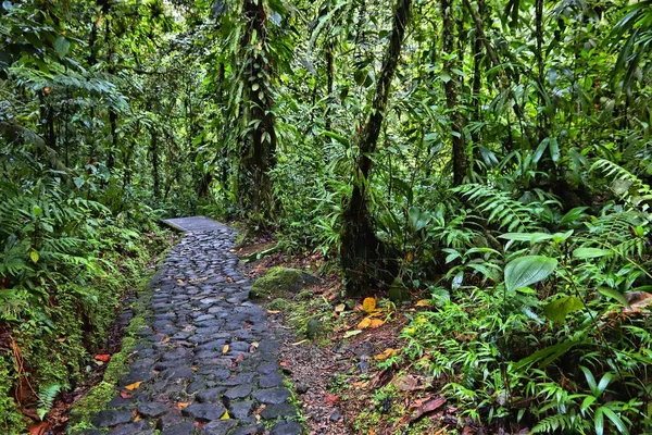 Sentier Randonnée Guadeloupe Île Des Caraïbes Jungle Verte Dans Parc — Photo