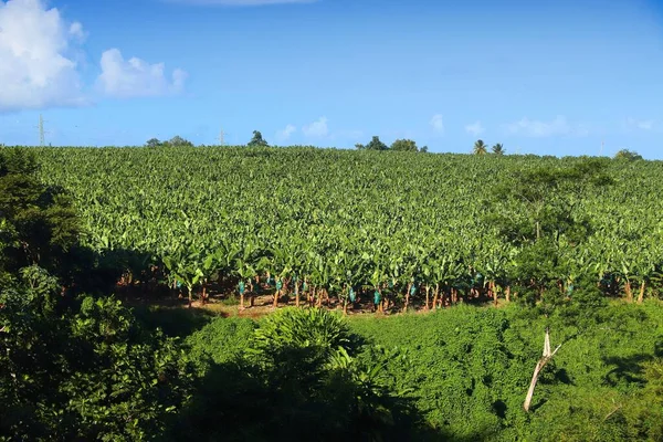 Plantacja Bananów Gwadelupie Karaibski Gaj Bananowy Mieście Goyave Basse Terre — Zdjęcie stockowe