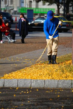 OSAKA, JAPONYA - 22 Kasım 2016: Japonya 'daki Osaka Kalesi Parkı' nda sonbahar ginkgo yapraklarını tırmıklayan belediye yeşillik işçisi.