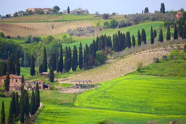Landskap Toscana Med Cypressträ Val Orcia Italien — Stockfoto