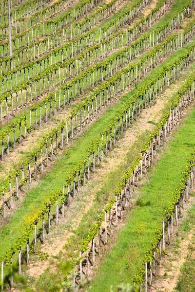 在托斯卡纳 意大利乡间的葡萄园 在锡耶纳省农业农村地区 — 图库照片