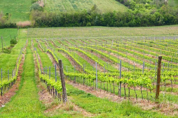 Vingårdar Toscana Landsbygden Italien Jordbruks Landsbygden Området Provinsen Siena — Stockfoto