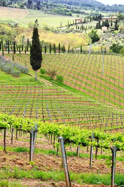 地方イタリア トスカーナのブドウ畑 シエナの州の農業の田舎エリア — ストック写真