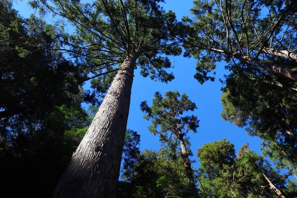 Alishan National Scenic Area Taiwan Beautiful Cypress Cedar Trees Forest — Stock Photo, Image