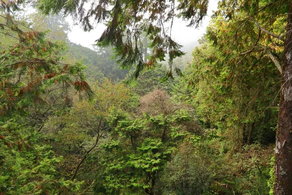 Área Escénica Nacional Alishan Taiwán Hermoso Bosque Cipreses Cedros Árboles —  Fotos de Stock