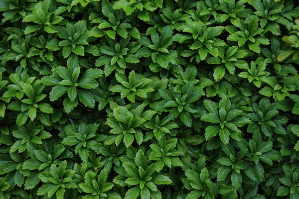 Grön Växt Bakgrund Pachysandra Terminalis Japansk Sporre Växtstruktur Botanisk Trädgård — Stockfoto