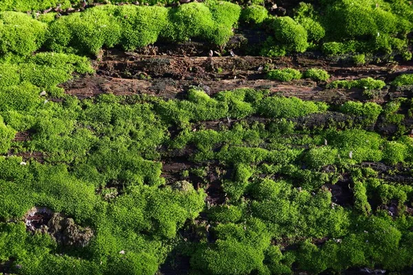 Çürüyen Ahşap Üzerine Yeşil Yosun Örtüsü Polonya Nın Yukarı Silezya — Stok fotoğraf