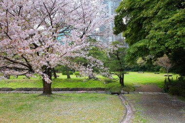 Tokyo, Japonya - Hamarikyu Bahçeleri, Chuo bölgesinde park. Kiraz çiçekleri.