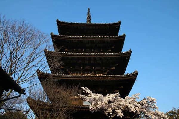 Kyoto Japan Yasaka Pagoda Cherry Blossoms Sakura Part Unesco World — Stock Photo, Image