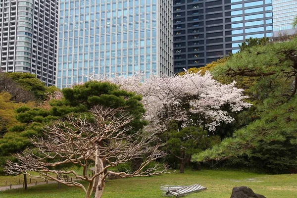 Tokyo Japan Hamarikyu Gardens Park Chuo Distriktet Körsbärsblommor — Stockfoto