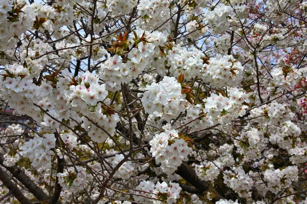 Cerejeira Floresce Tóquio Japão Flores Brancas Cerejeiras Sakura Parque Hanakawado — Fotografia de Stock
