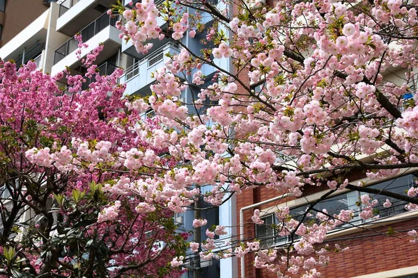 Tokio Japan Kirschblüten Sakura Hanakawado Park — Stockfoto