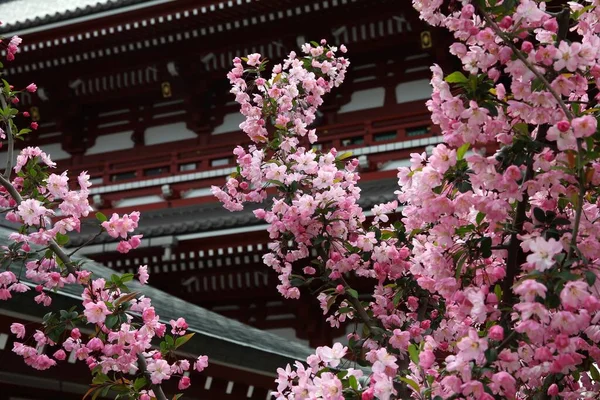 Tokijské Třešňové Květy Okrese Asakusa Chrám Pozadí — Stock fotografie