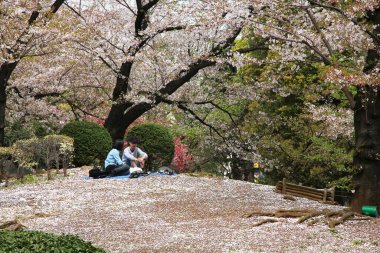 TOKYO, JAPONYA - 13 Nisan 2012: Ziyaretçiler Sumida Park, Tokyo 'da kiraz çiçeklerinin (sakura) tadını çıkarıyorlar. Hanami (çiçek görüntüleme) 8. yüzyıla dayanan bir Japon geleneğidir..