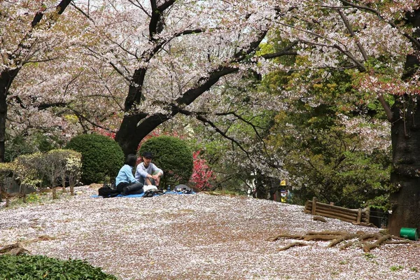 Tokyo Japan April 2012 Visitors Enjoy Cherry Blossom Sakura Sumida — Stock Photo, Image