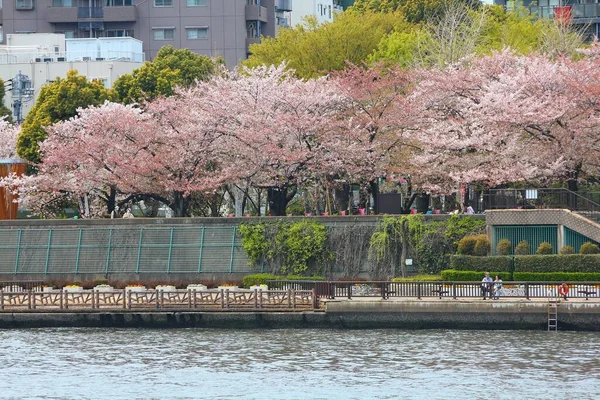 Tokio Japan April 2012 Besucher Genießen Die Kirschblüte Sakura Hanakawado — Stockfoto