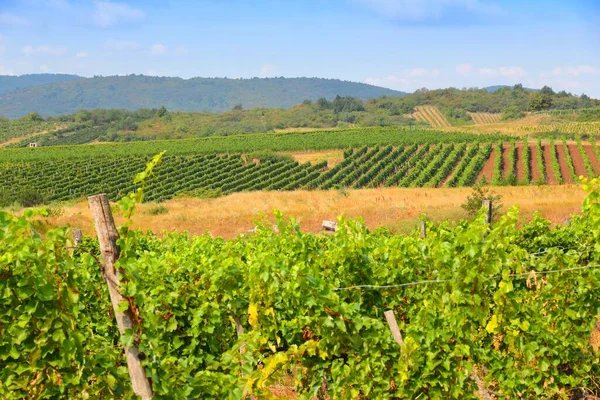 Macaristan Tokaj Üzüm Bağları Macar Şarap Bölgesi — Stok fotoğraf