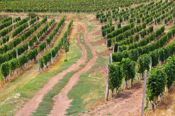 Виноградники Токай Угорщині Угорський Винний Регіон — стокове фото
