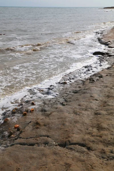 Mar Muerto Costa Fangosa Israel Barro Del Mar Muerto Tiene —  Fotos de Stock