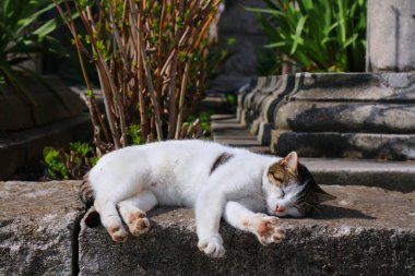 İstanbul 'da sokak kedisi. İstanbul sakinleri yerel kedilere bakıyor.