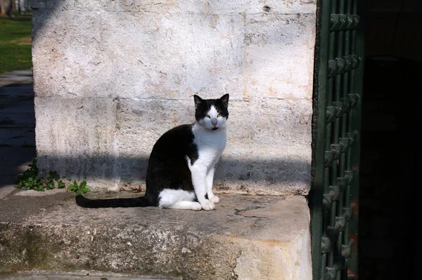 トルコのイスタンブールでストリートキャット イスタンブールの住民は地元の猫の世話をする — ストック写真