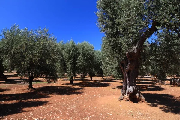 Pouilles Vieux Oliviers Région Production Huile Olive Dans Province Bari — Photo