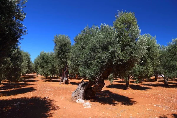 Pouilles Vieux Oliviers Région Production Huile Olive Dans Province Bari — Photo