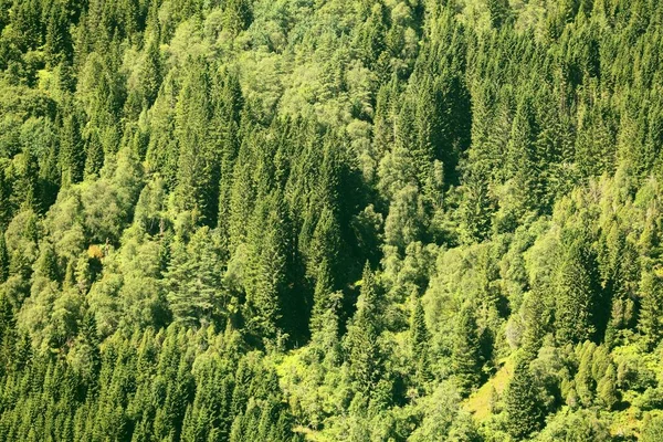 Norveç Doğası Sogn Fjordane Ilçesinin Sunnfjord Bölgesindeki Yerli Karışık Orman — Stok fotoğraf