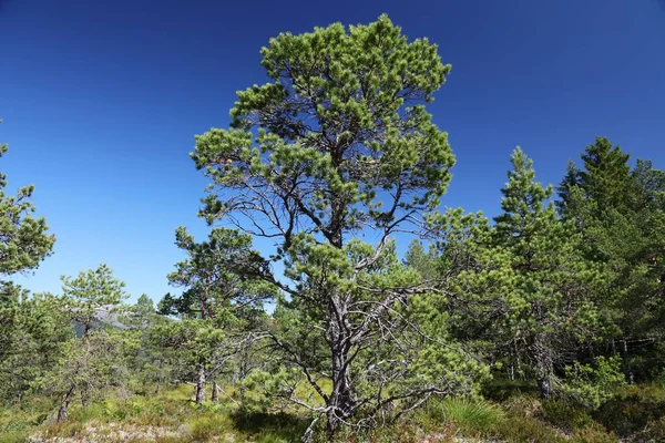 挪威森林里的松树 Sogn Fjordane地区的性质 — 图库照片