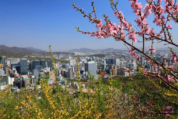 Seoul Stadsbild Och Vårblommor Stadsutsikt Med Jung Distrikt — Stockfoto