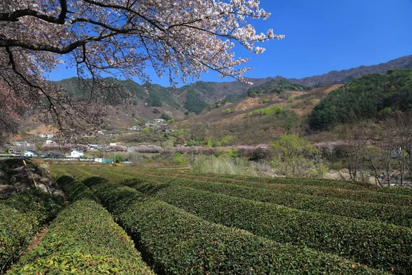 Чайні Поля Квітка Вишня Хваґе Гадон Ґун Південній Кореї — стокове фото
