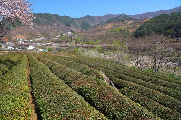 Teefeld Landschaft Und Kirschblüten Hwagae Hadong Gun Südkorea — Stockfoto