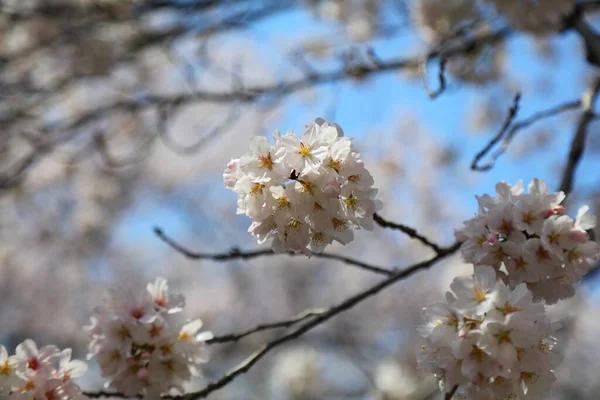 Kwitnie Wiśnia Jinhae Cherry Blossom Festival Changwon Korea Południowa — Zdjęcie stockowe