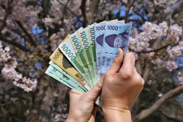 South Korean won. Currency of South Korea - hand holding used banknotes. Korean money. Cherry blossoms in background.