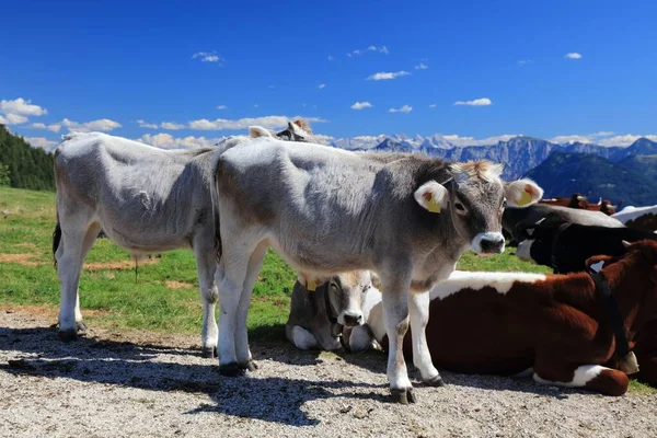 Βρεφικές Αγελάδες Του Tiroler Grauvieh Και Simmental Fleckvieh Φυλές Βοοειδών — Φωτογραφία Αρχείου