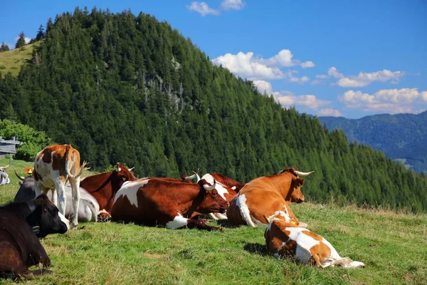 奥地利Salzkammergut地区的Simmental Fleckvieh和Pinzgauer牛品种 奥地利高山牧场上的奶牛 — 图库照片