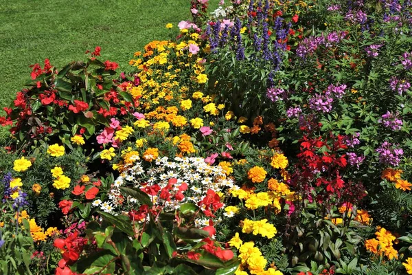 Spittal Şehir Bahçesi Avusturya Der Drau Kadife Çiçeği Begonya Cleome — Stok fotoğraf