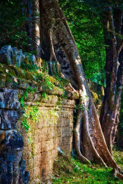 Kambodża Zabytków Preah Khan Opuszczona Świątynia Khmerów Angkor Thom Zdjęcie — Zdjęcie stockowe