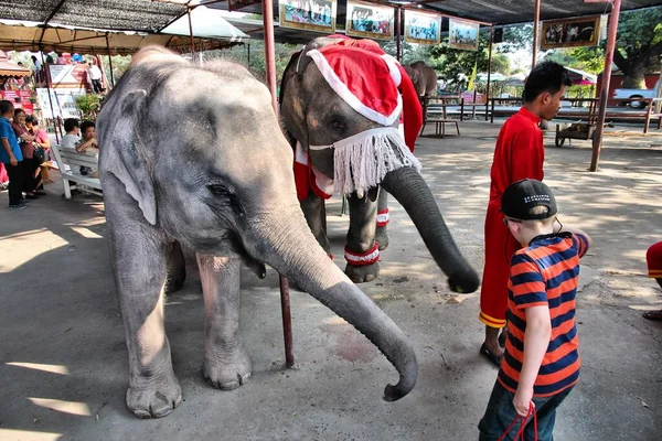 Ayutthaya Thailand December 2013 Tourists Visit Elephants Ayutthaya Thailand Thailand — Stock Photo, Image