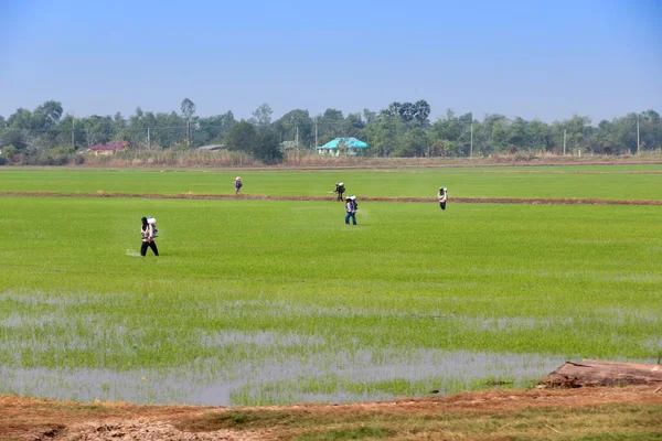 Prachinburi Thailand December 2012 Agricultural Workers Spray Pesticides Rice Fields — Stock Photo, Image