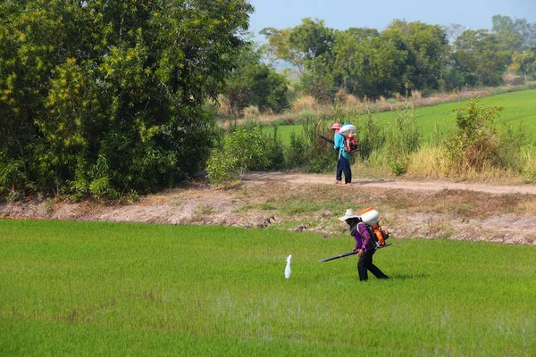 Prachinburi Thailand December 2012 Agricultural Workers Spray Pesticides Rice Fields — Stock Photo, Image