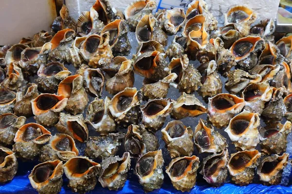 Αγορά Ψαριών Στη Σεούλ Νότια Κορέα Σαλιγκάρια Whelk Οστρακοειδή Στην — Φωτογραφία Αρχείου