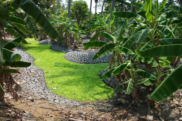 Water Lettuce Irrigation Canal Surface Banana Grove Ratchaburi Thailand — Stock Photo, Image