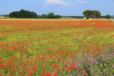 Bahar manzara - haşhaş alan İtalya'nın Apulia bölgesinde.